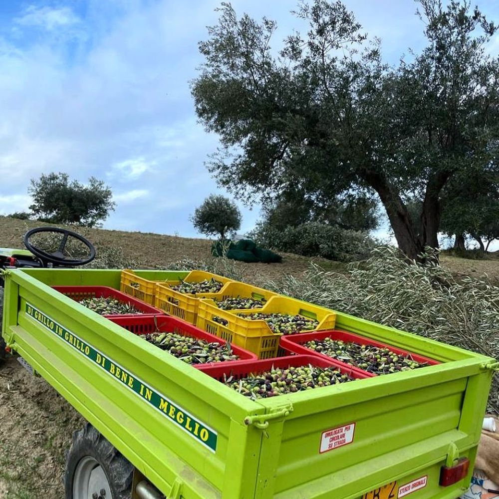 Ernte der Oliven