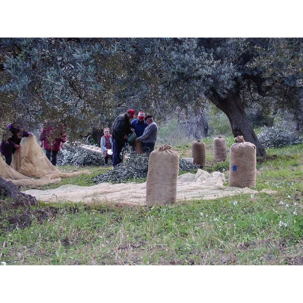 Familie Di Fabio beim Oliven Ernten