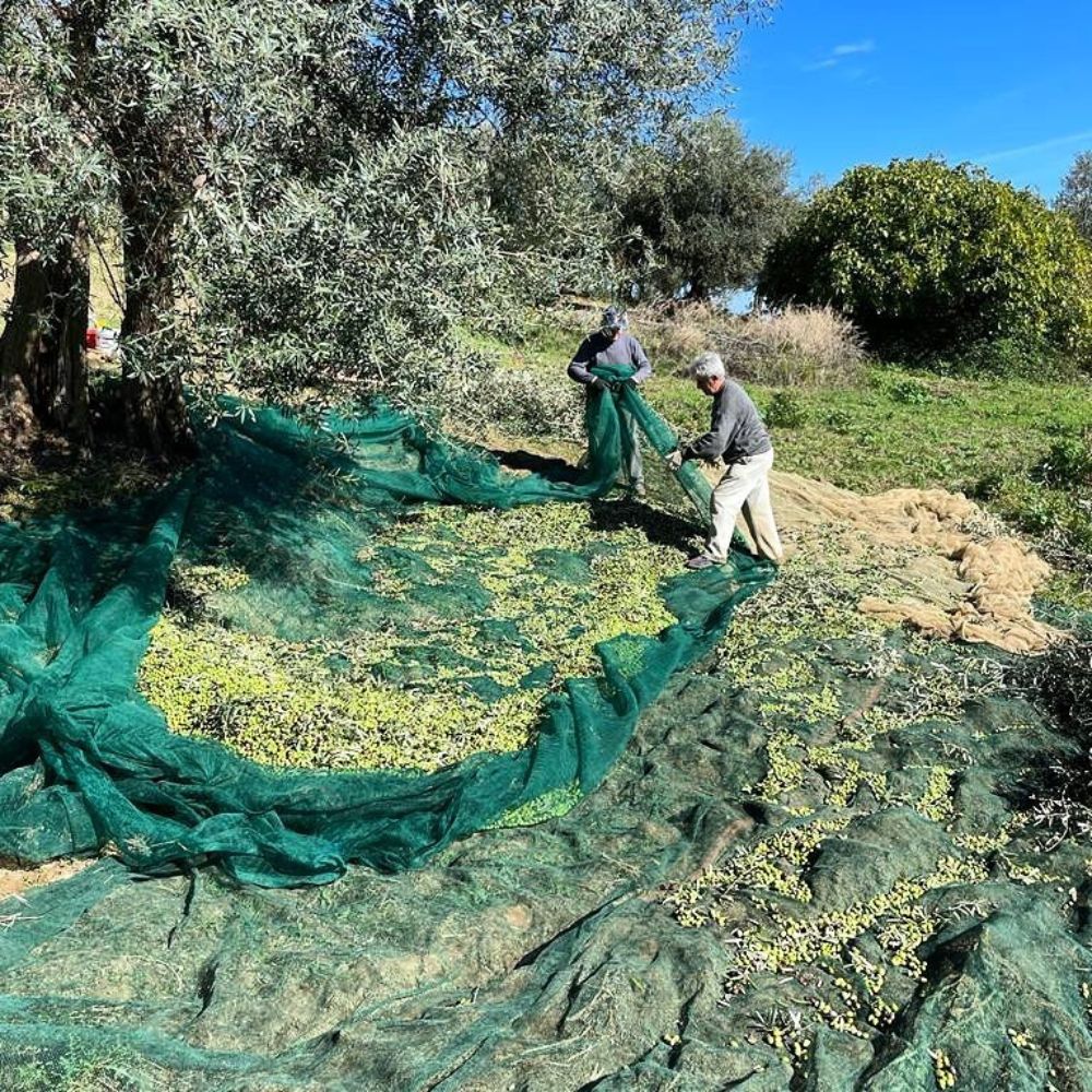 Olivenernte mit Netz